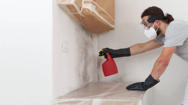 Professional Black Mold Removal technician working in Austin, TX